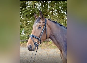 Zangersheide, Merrie, 4 Jaar, 172 cm, Donkerbruin