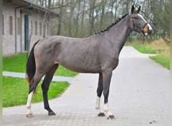 Zangersheide, Merrie, 4 Jaar, 172 cm, Roodbruin