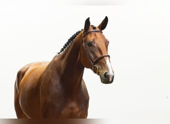 Zangersheide, Merrie, 4 Jaar, 175 cm, Bruin