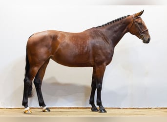 Zangersheide, Merrie, 4 Jaar, 175 cm, Bruin