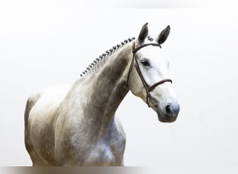 Zangersheide, Merrie, 4 Jaar, 176 cm, Schimmel