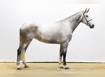 Zangersheide, Merrie, 4 Jaar, 176 cm, Schimmel