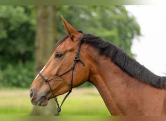 Zangersheide, Merrie, 4 Jaar, 176 cm, Vos