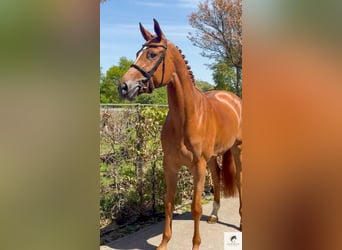 Zangersheide, Merrie, 4 Jaar, Vos