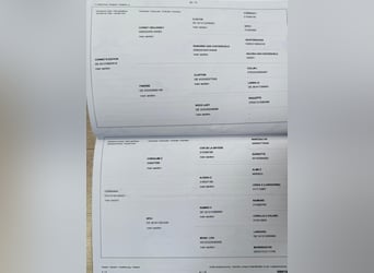 Zangersheide, Merrie, 4 Jaar, Zwart