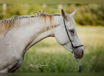 Zangersheide, Merrie, 5 Jaar, 154 cm, Champagne