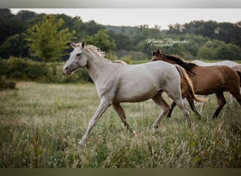Zangersheide, Merrie, 5 Jaar, 155 cm, Champagne