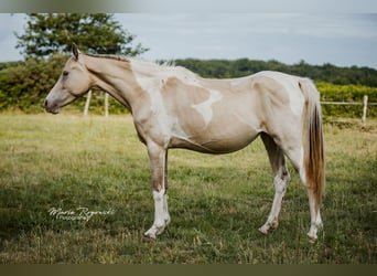 Zangersheide, Merrie, 5 Jaar, 155 cm, Champagne