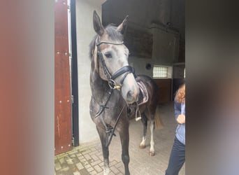 Zangersheide, Merrie, 5 Jaar, 155 cm, Schimmel