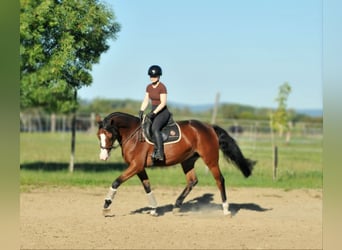 Zangersheide, Merrie, 5 Jaar, 157 cm, Bruin