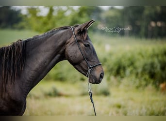 Zangersheide, Merrie, 5 Jaar, 158 cm, Bruin