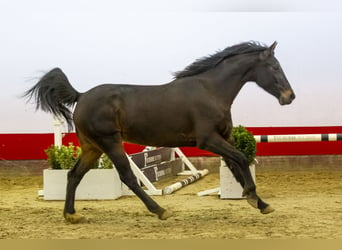 Zangersheide, Merrie, 5 Jaar, 158 cm, Bruin