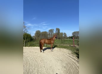 Zangersheide, Merrie, 5 Jaar, 158 cm, Vos