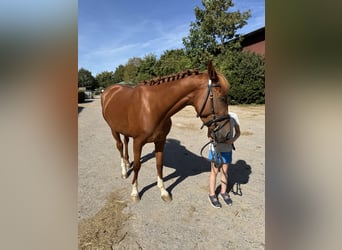 Zangersheide, Merrie, 5 Jaar, 158 cm, Vos