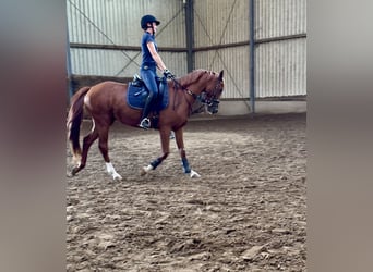 Zangersheide, Merrie, 5 Jaar, 158 cm, Vos