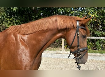 Zangersheide, Merrie, 5 Jaar, 158 cm, Vos