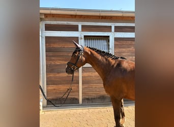 Zangersheide, Merrie, 5 Jaar, 159 cm, Bruin