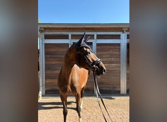 Zangersheide, Merrie, 5 Jaar, 159 cm, Bruin