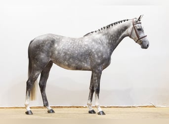Zangersheide, Merrie, 5 Jaar, 159 cm, Schimmel