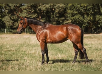 Zangersheide, Merrie, 5 Jaar, 160 cm, Bruin