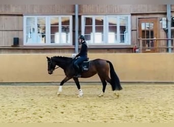 Zangersheide, Merrie, 5 Jaar, 160 cm, Bruin