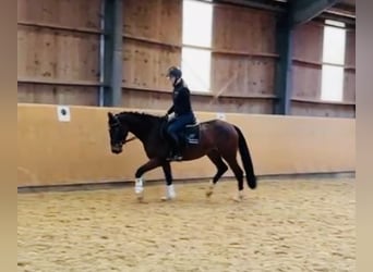 Zangersheide, Merrie, 5 Jaar, 160 cm, Bruin