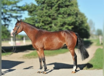 Zangersheide, Merrie, 5 Jaar, 160 cm, Bruin