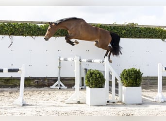 Zangersheide, Merrie, 5 Jaar, 161 cm, Bruin