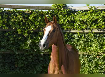 Zangersheide, Merrie, 5 Jaar, 161 cm