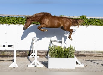 Zangersheide, Merrie, 5 Jaar, 161 cm