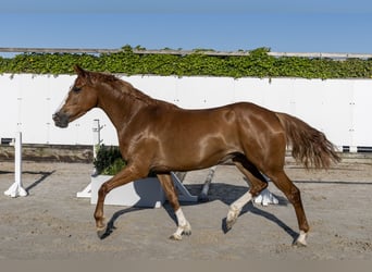 Zangersheide, Merrie, 5 Jaar, 161 cm