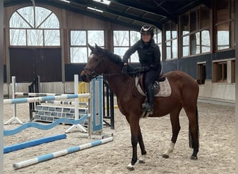 Zangersheide, Merrie, 5 Jaar, 162 cm, Bruin