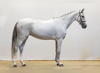 Zangersheide, Merrie, 5 Jaar, 162 cm, Schimmel