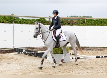Zangersheide, Merrie, 5 Jaar, 162 cm, Schimmel