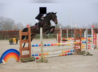 Zangersheide, Merrie, 5 Jaar, 163 cm, Donkerbruin