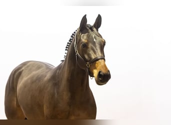 Zangersheide, Merrie, 5 Jaar, 163 cm, Donkerbruin