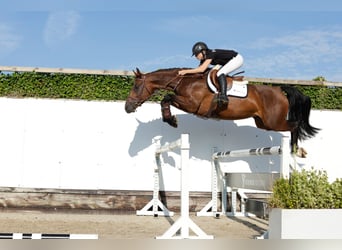 Zangersheide, Merrie, 5 Jaar, 163 cm, Donkerbruin