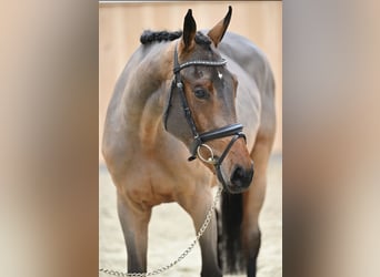 Zangersheide, Merrie, 5 Jaar, 164 cm, Bruin