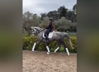 Zangersheide, Merrie, 5 Jaar, 164 cm, Schimmel