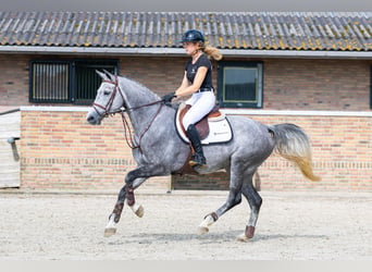 Zangersheide, Merrie, 5 Jaar, 164 cm, Schimmel