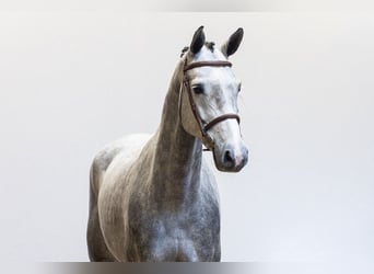 Zangersheide, Merrie, 5 Jaar, 164 cm, Schimmel