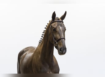 Zangersheide, Merrie, 5 Jaar, 164 cm