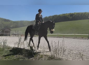 Zangersheide, Merrie, 5 Jaar, 164 cm, Zwart
