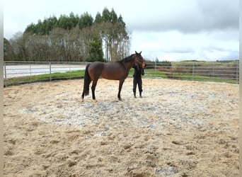 Zangersheide, Merrie, 5 Jaar, 165 cm, Bruin