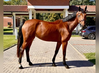 Zangersheide, Merrie, 5 Jaar, 165 cm, Bruin