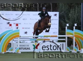 Zangersheide, Merrie, 5 Jaar, 165 cm, Bruin