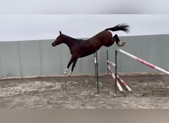 Zangersheide, Merrie, 5 Jaar, 165 cm, Bruin
