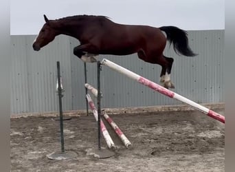 Zangersheide, Merrie, 5 Jaar, 165 cm, Bruin