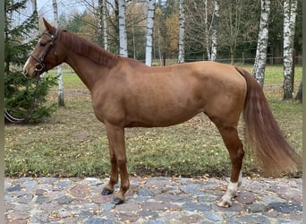 Zangersheide, Merrie, 5 Jaar, 165 cm, Donkere-vos