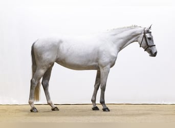 Zangersheide, Merrie, 5 Jaar, 165 cm, Schimmel